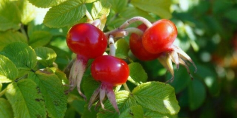 Kako skuhati i piti šipak za imunitet